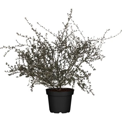 Säckelblume "Blue Sapphire" Blau Höhe Ca. 30 - 40 Cm Topf Ca. 3,4 L Ceanothus 1 Säckelblume "Blue Sapphire" Blau Höhe Ca. 30 - 40 Cm Topf Ca. 3,4 L Ceanothus