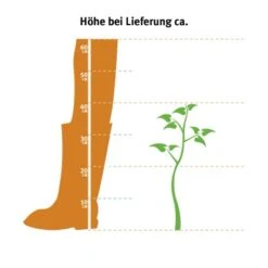 Hainbuche Set à 110 Stück Höhe Ca. 125 - 150 Cm Topf Ca. 5 L Carpinus Betulus 13 Hainbuche Set à 110 Stück Höhe Ca. 125 - 150 Cm Topf Ca. 5 L Carpinus Betulus -Haushaltswaren Geschäft 2 l thuja occidentalis 2