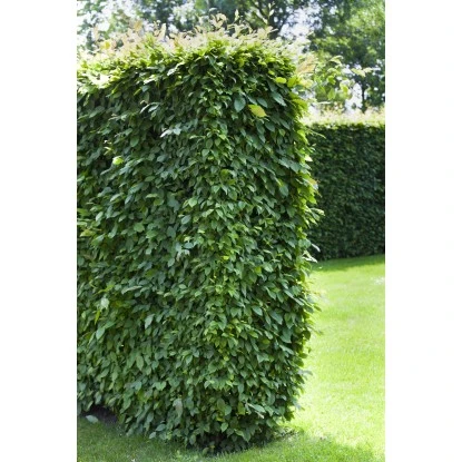 Hainbuche Set à 110 Stück Höhe Ca. 125 - 150 Cm Topf Ca. 5 L Carpinus Betulus 2 Hainbuche Set à 110 Stück Höhe Ca. 125 - 150 Cm Topf Ca. 5 L Carpinus Betulus – Bild 2