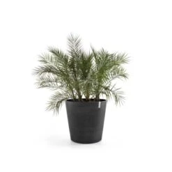 Ecopots Pflanztopf Amsterdam Rollen Dunkelgrau 100 Cm X 87,5 Cm -Haushaltswaren Geschäft terdamWheels100DarkGrey 01